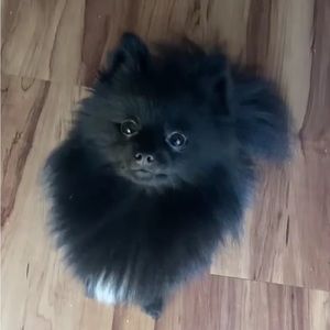 Meet your Posher, Carly